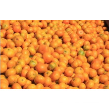 Laranja de Samll para o mercado de 3Sudeste Asiático